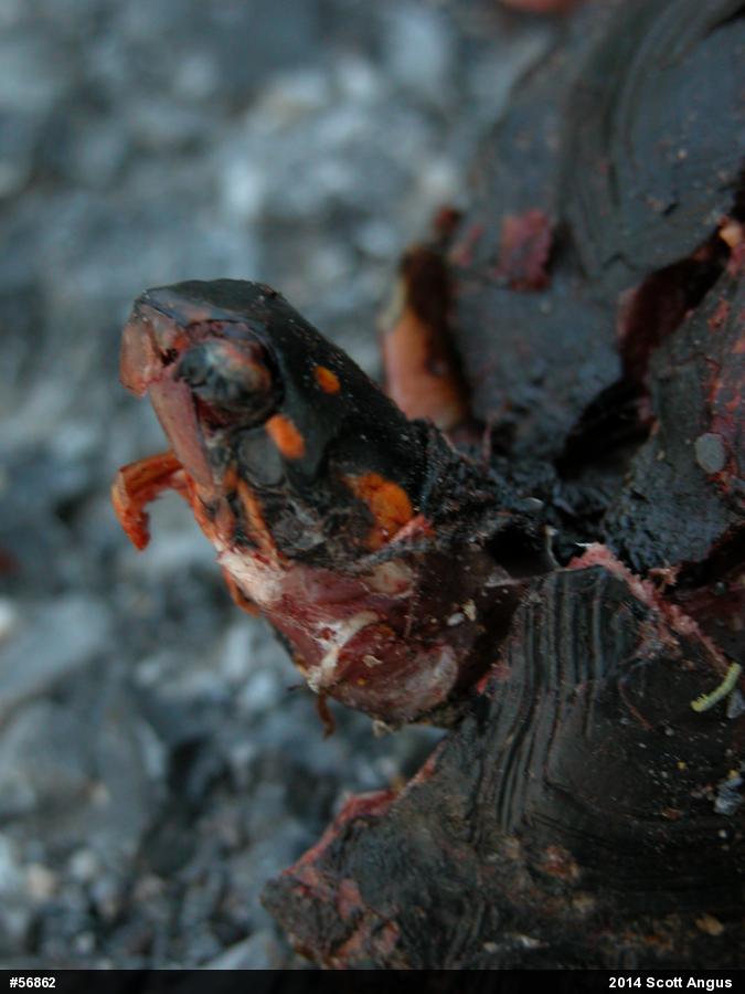 Spotted Turtle