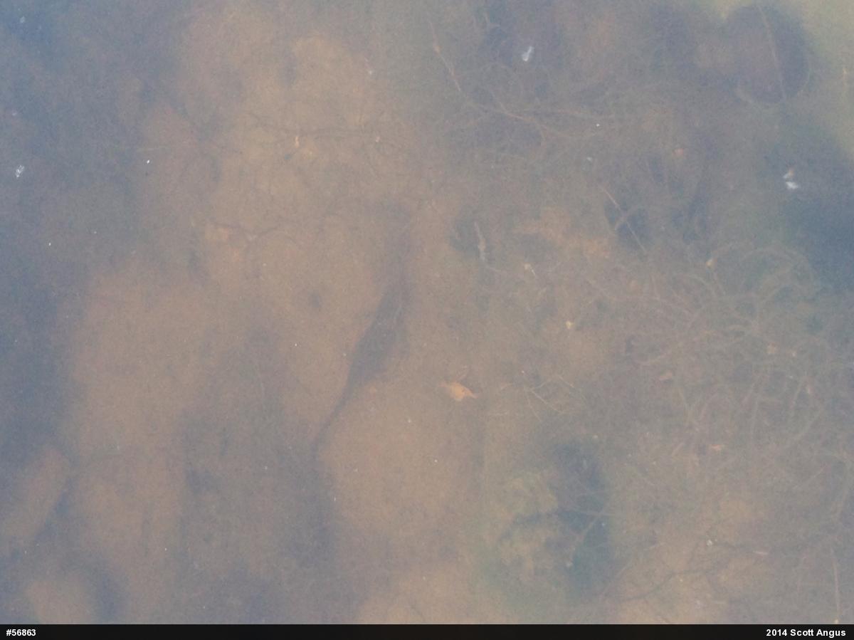 Red-spotted Newt