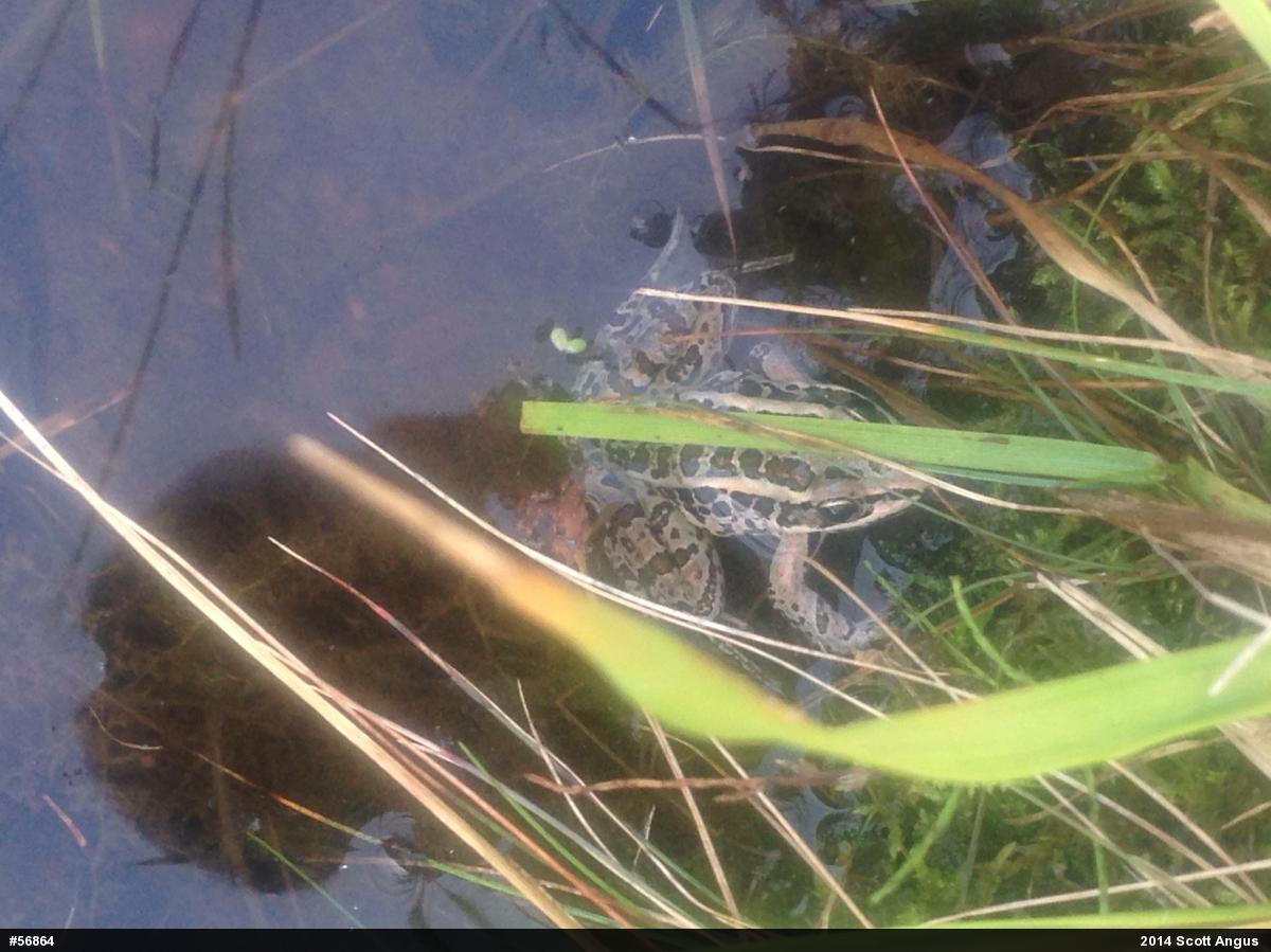Pickerel Frog