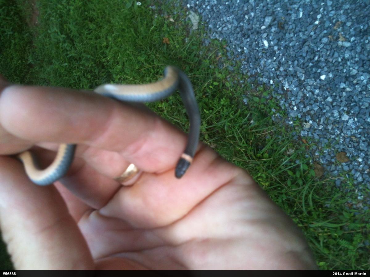 Northern Ring-necked Snake