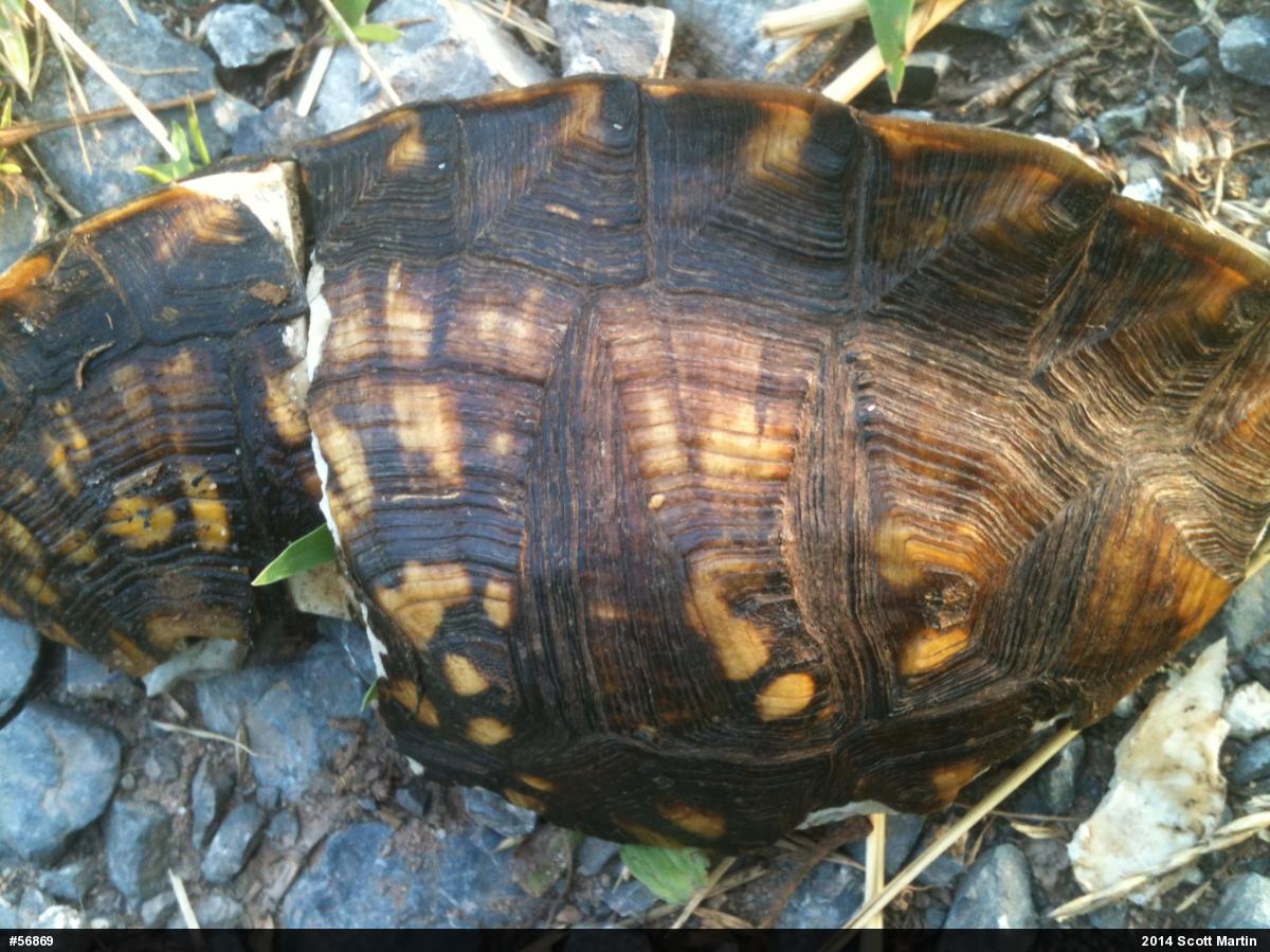 Eastern Box Turtle