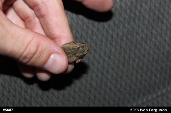 True Toads