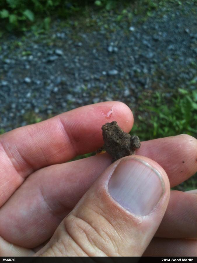 Eastern American Toad