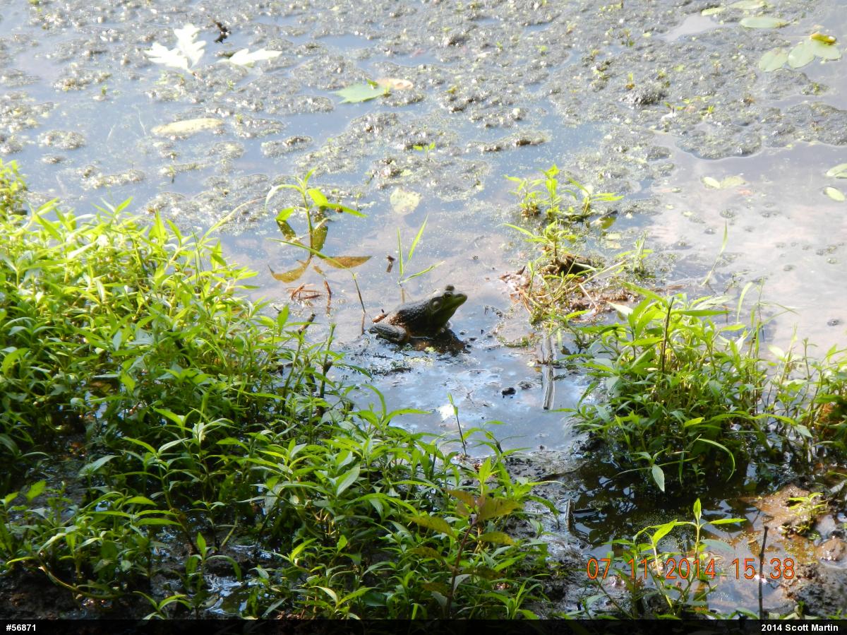 American Bullfrog