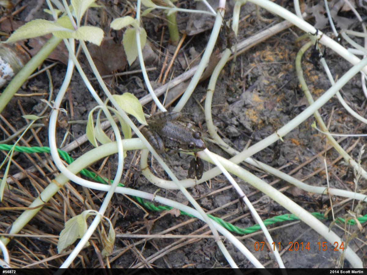 Green Frog