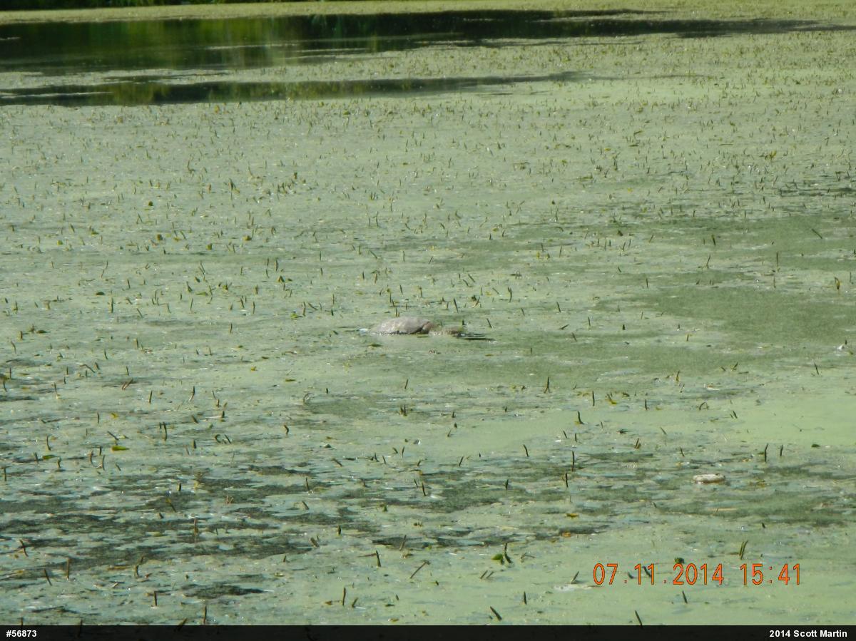 Snapping Turtle