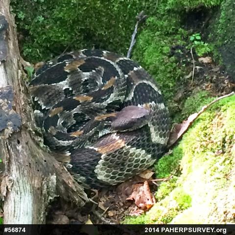 Timber Rattlesnake