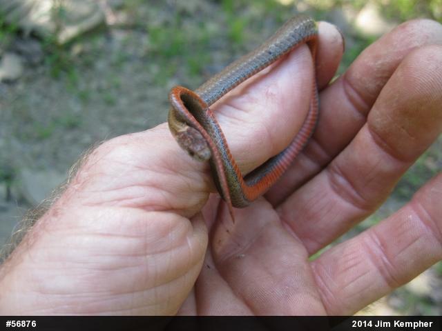 Red-bellied Snake