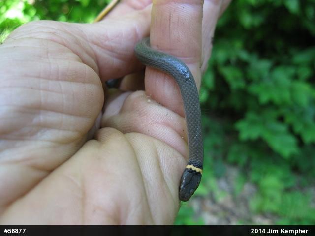 Northern Ring-necked Snake