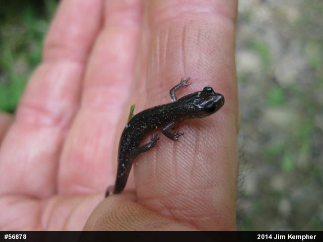 Northern Slimy Salamander