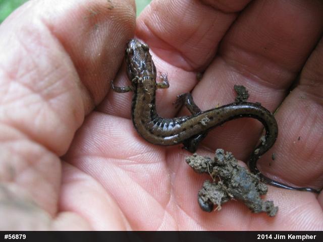 Allegheny Mountain Dusky Salamander