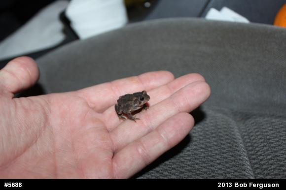 True Toads