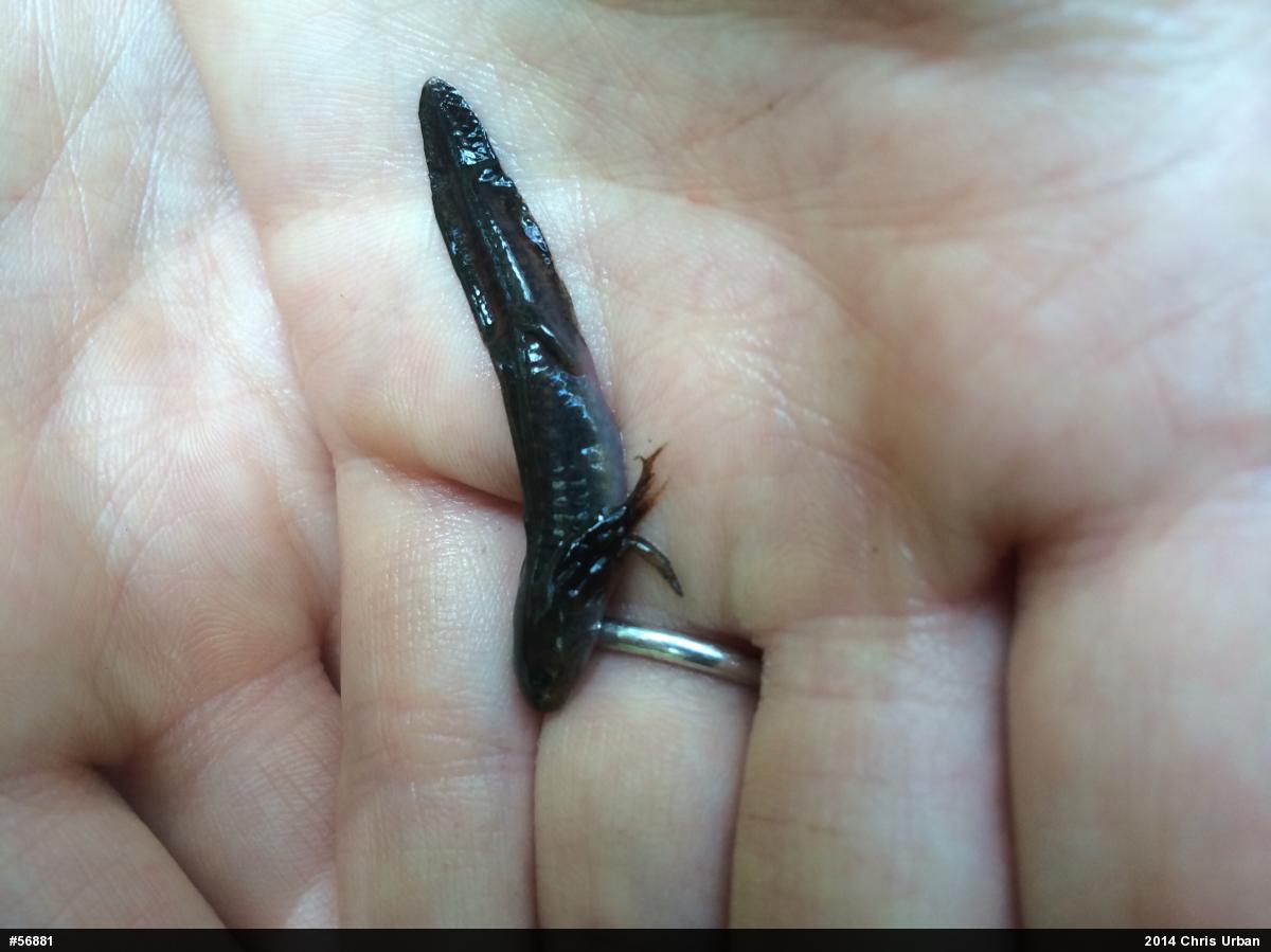 Mole Salamanders
