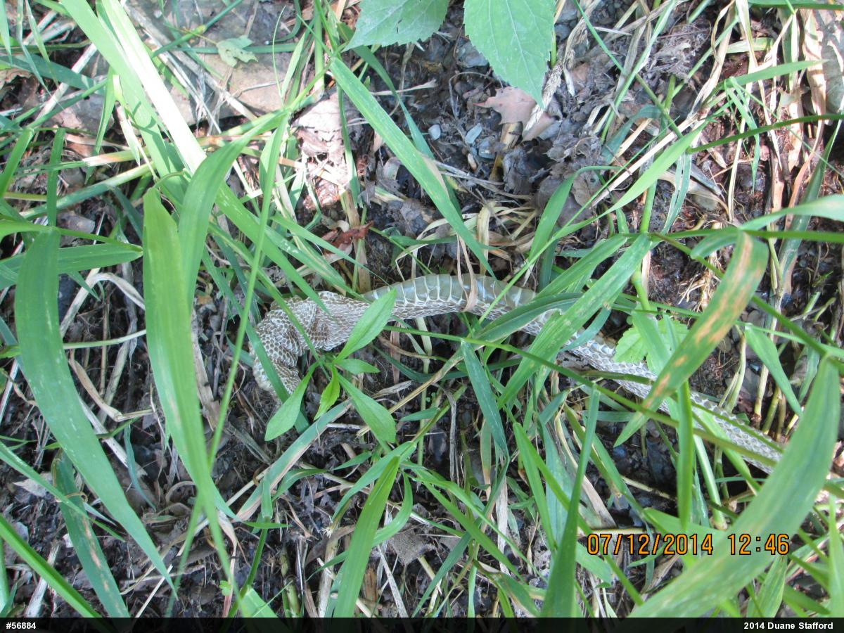 Northern Watersnake