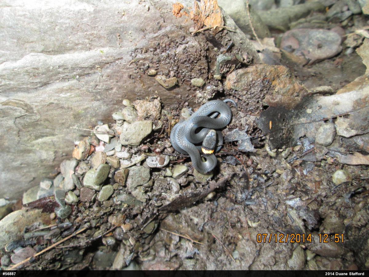 Northern Ring-necked Snake