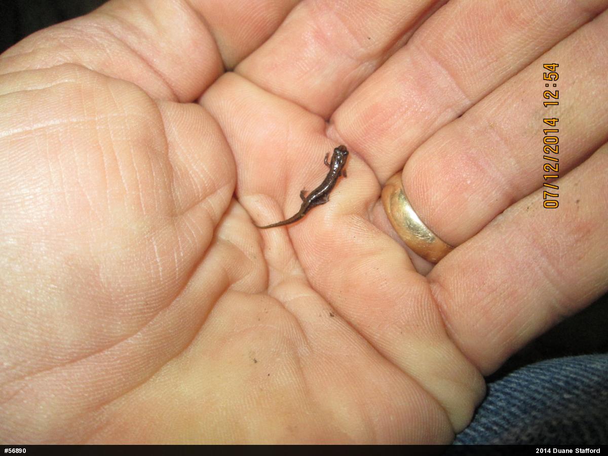 Allegheny Mountain Dusky Salamander