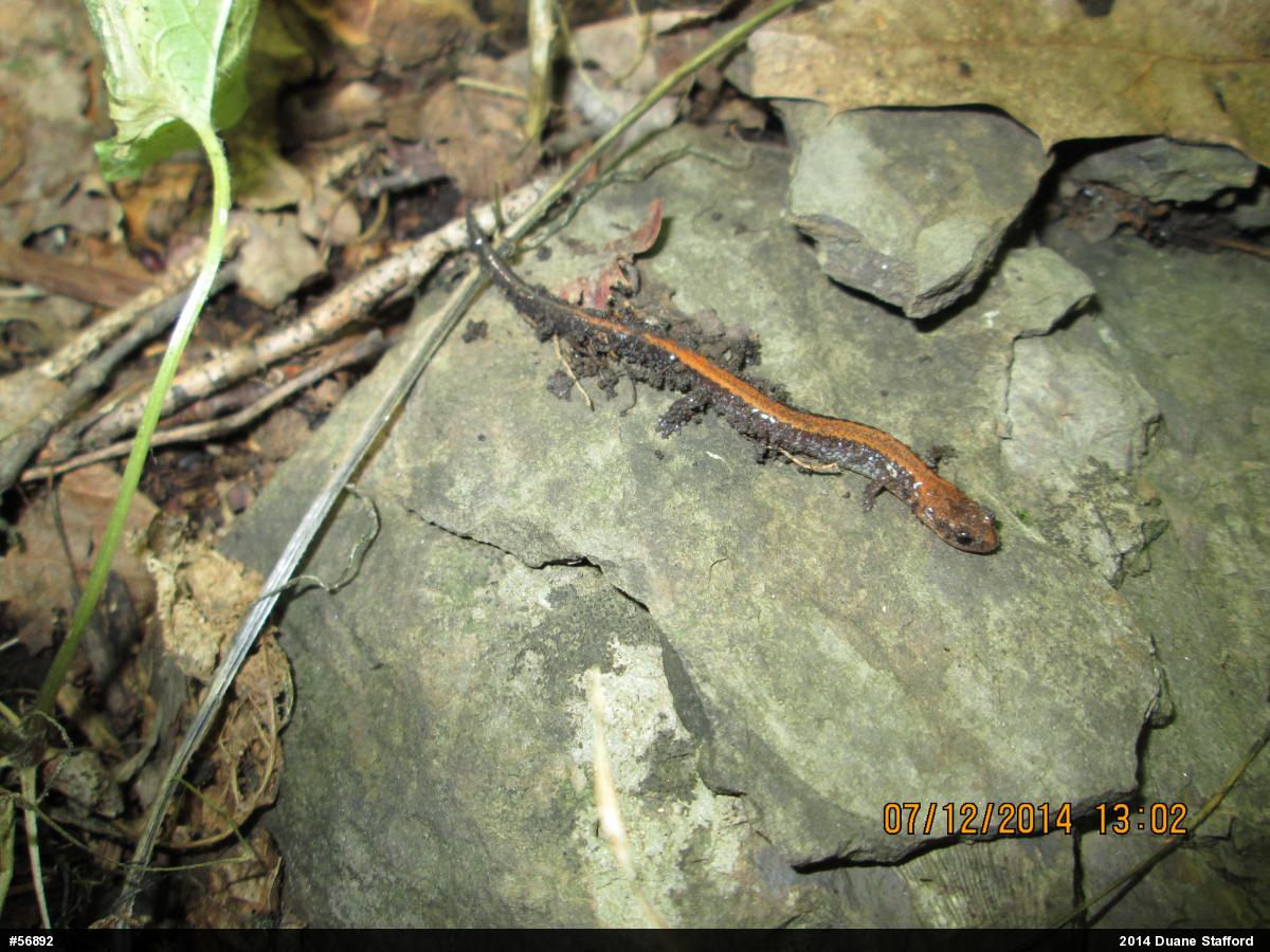 Eastern Red-backed  Salamander