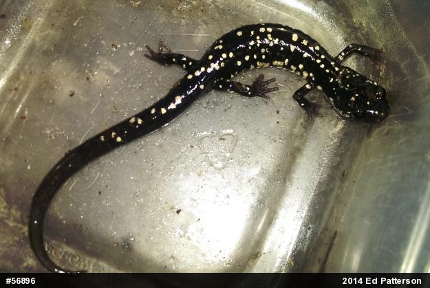 Northern Slimy Salamander