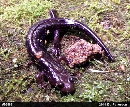 Allegheny Mountain Dusky Salamander