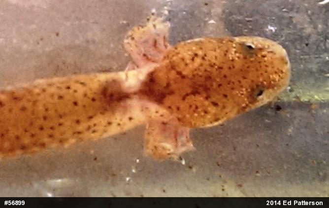 Northern Red Salamander