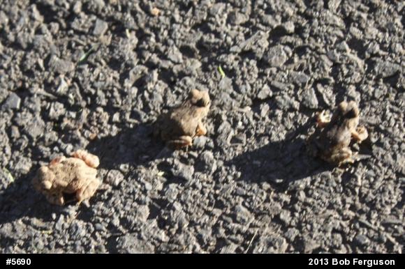 True Toads