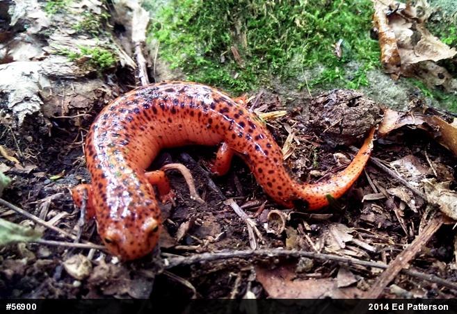 Northern Red Salamander
