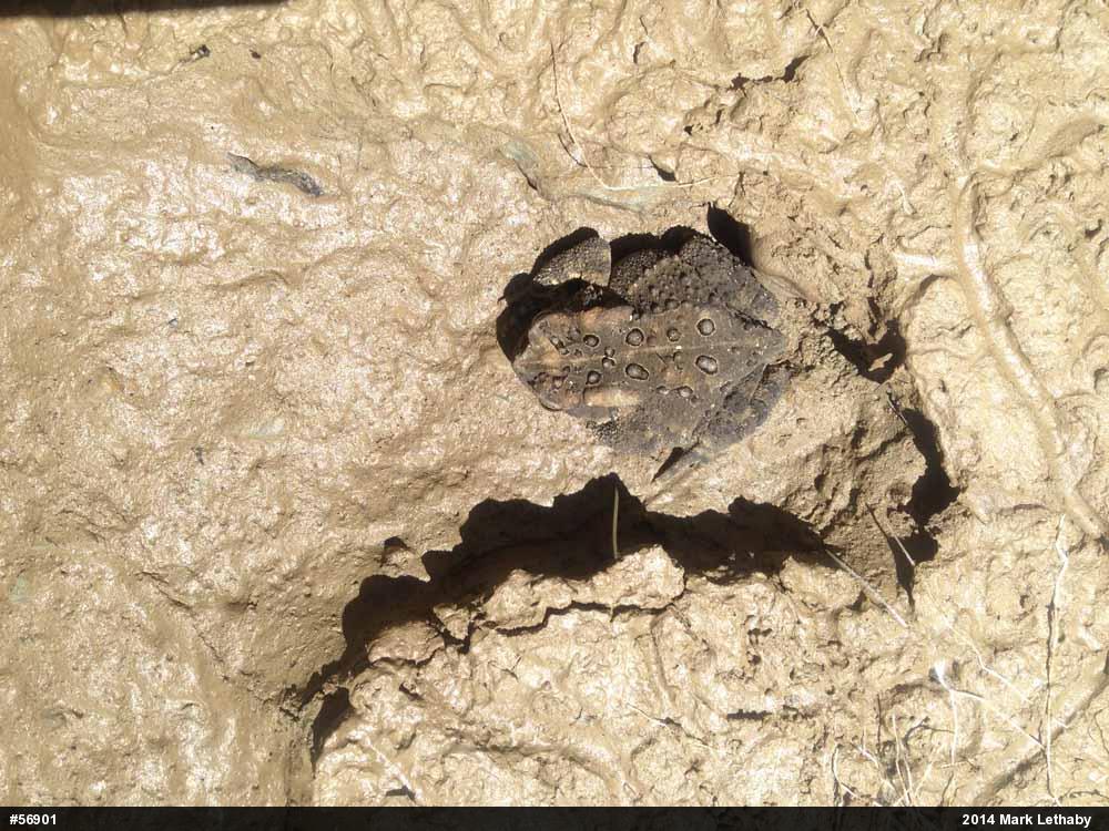 Eastern American Toad