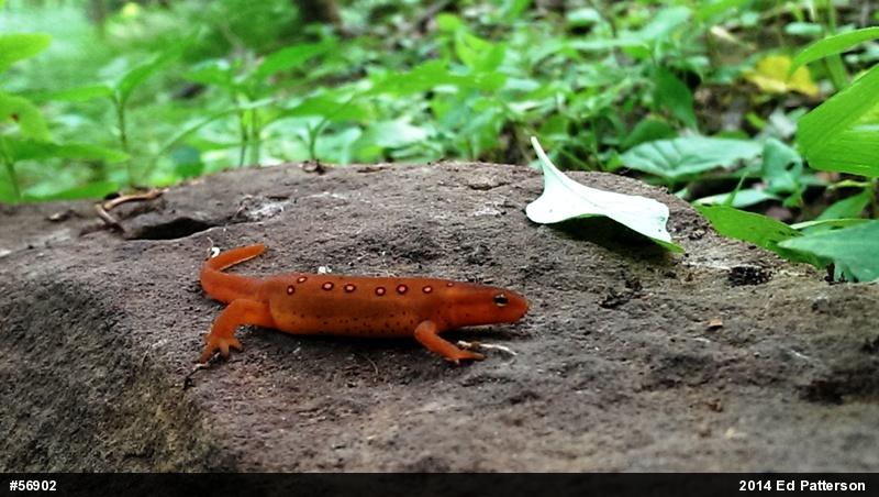 Red-spotted Newt