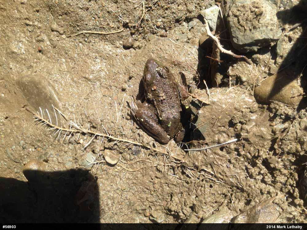 Green Frog