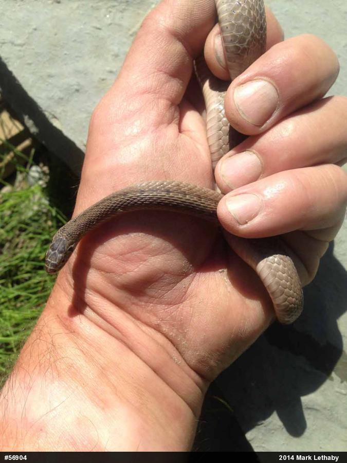 Dekay's Brownsnake