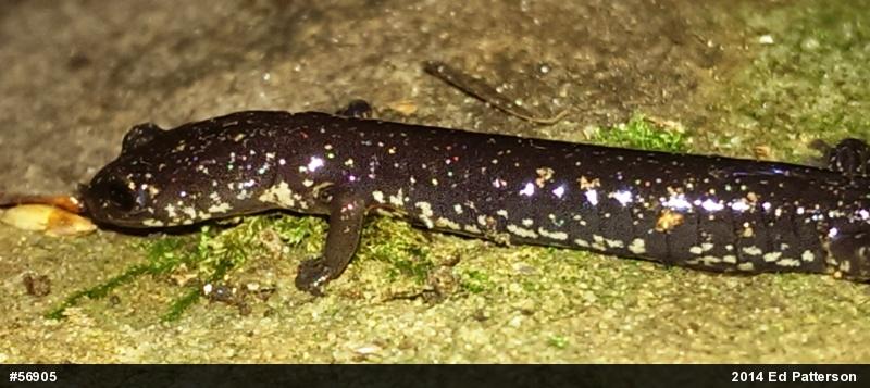 Wehrle's Salamander