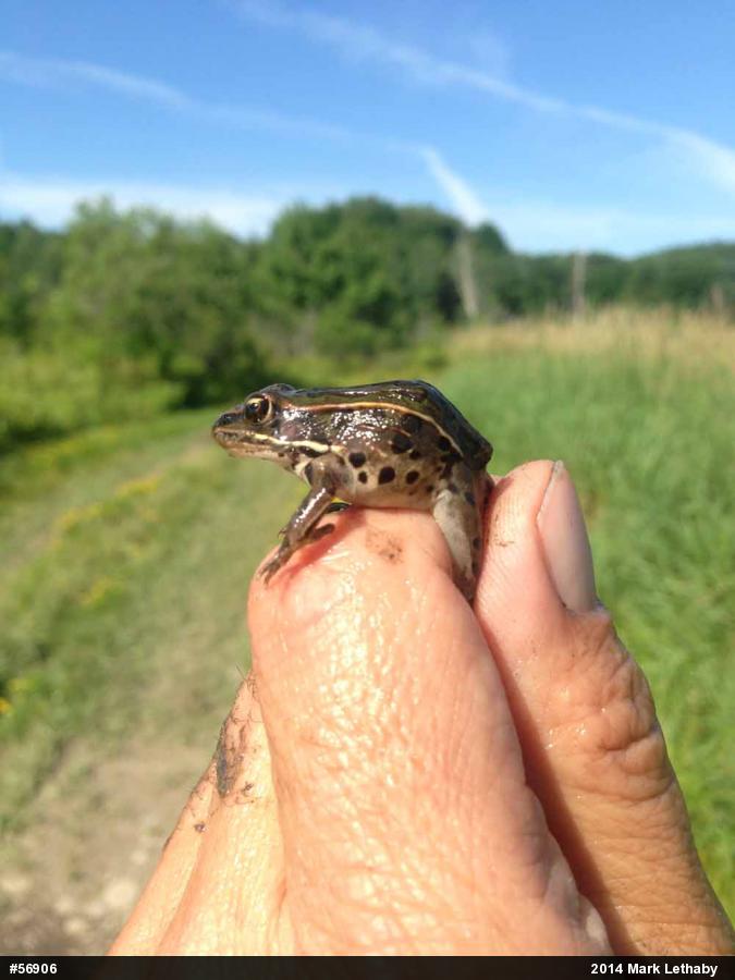 Northern Leopard Frog