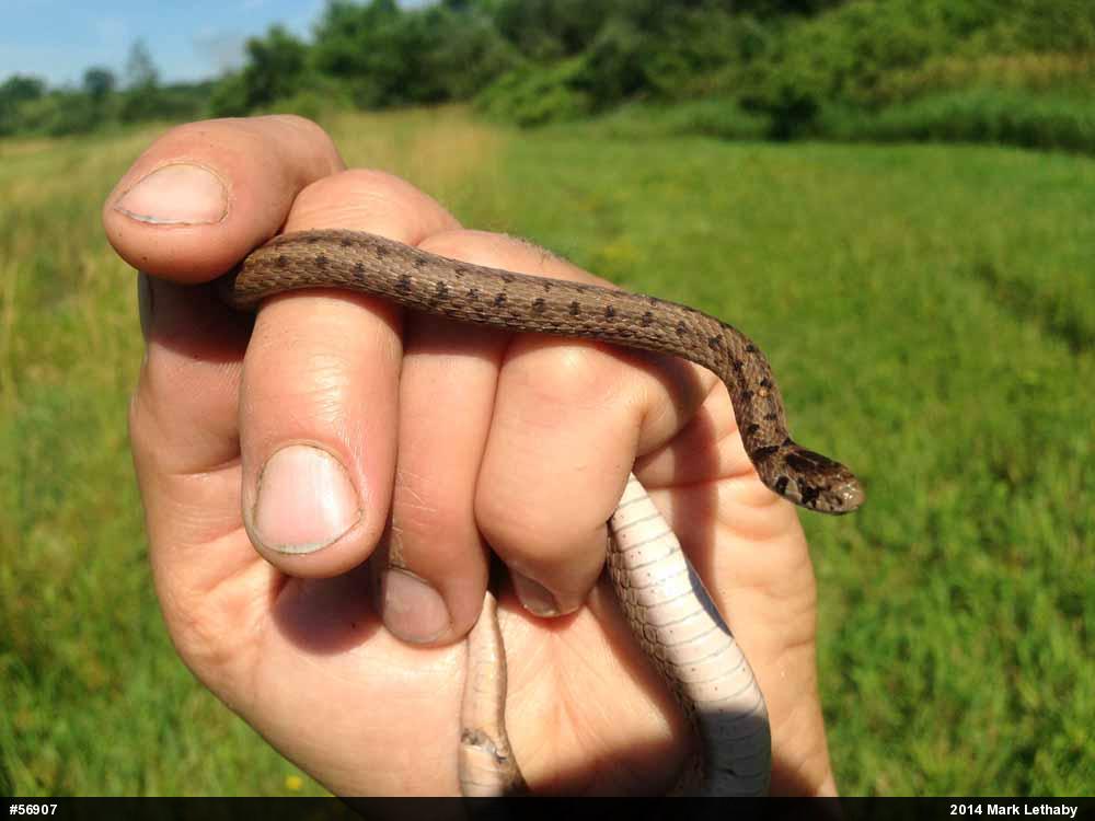 Dekay's Brownsnake