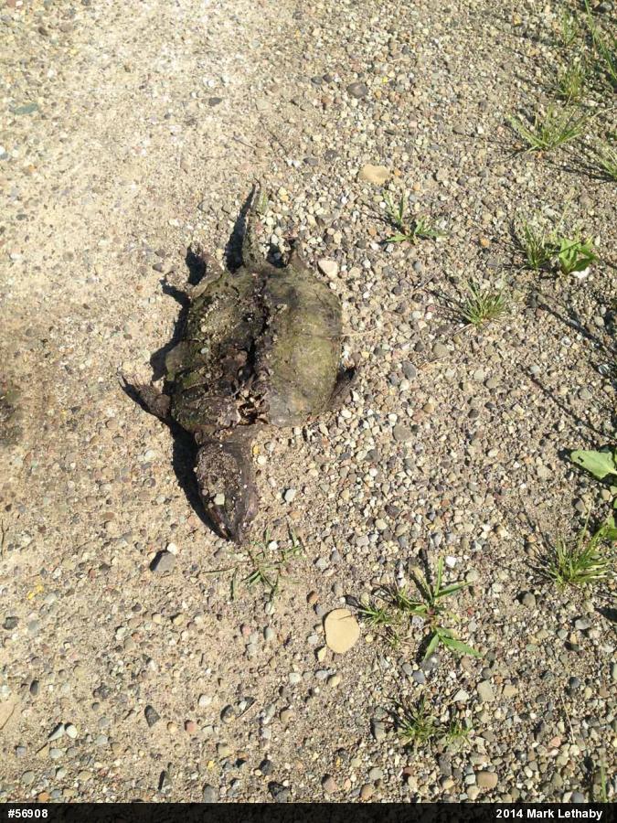 Snapping Turtle