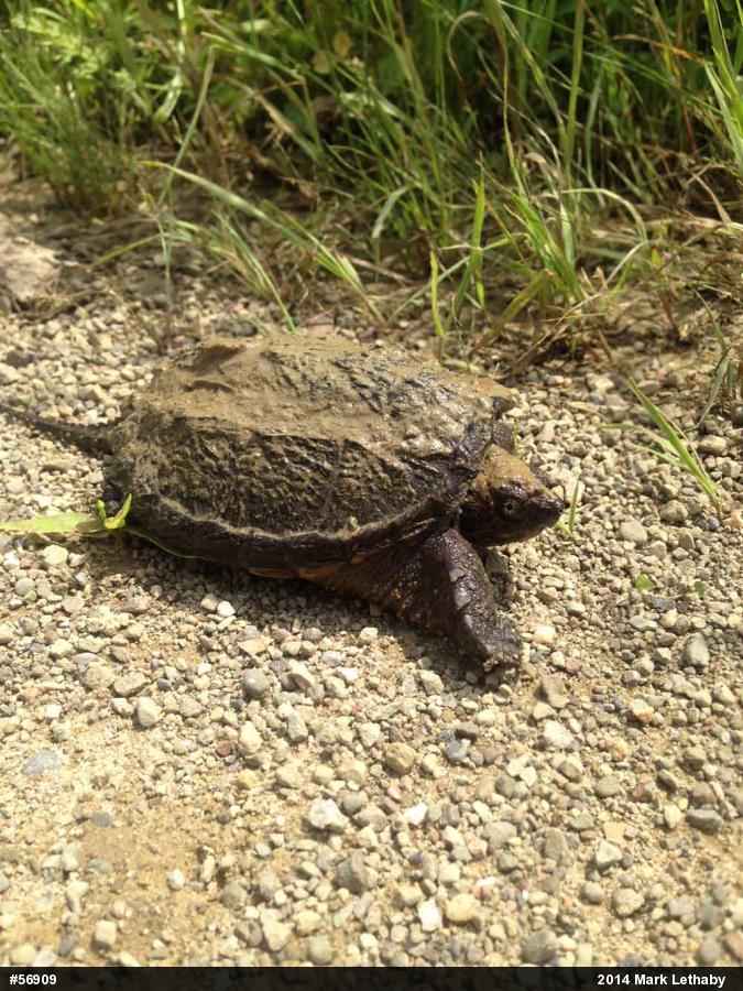 Snapping Turtle