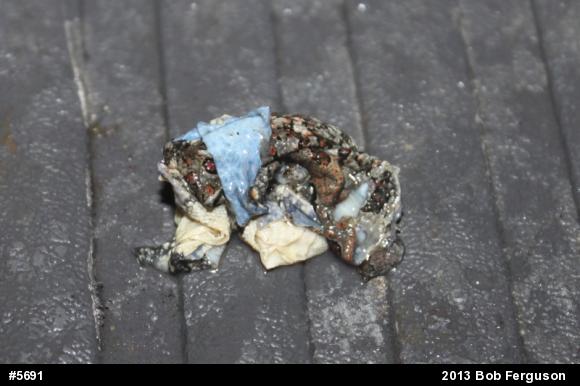 True Toads