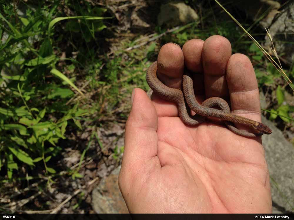Red-bellied Snake