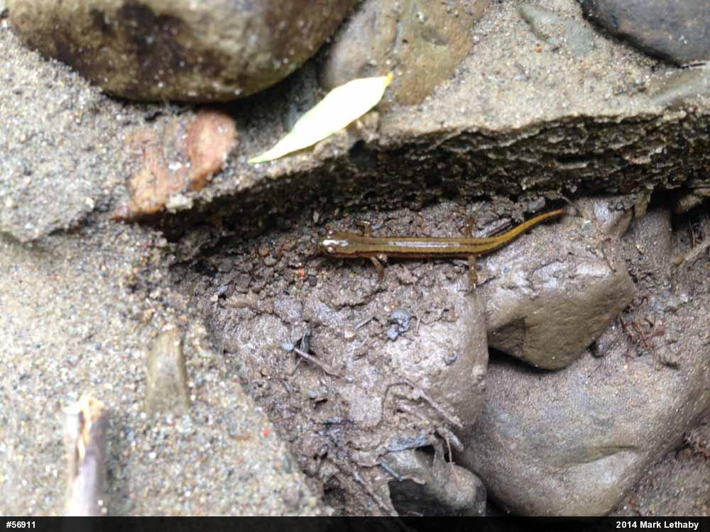 Northern Two-lined Salamander