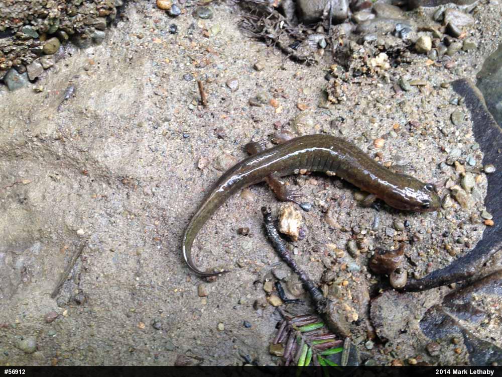 Northern Dusky Salamander