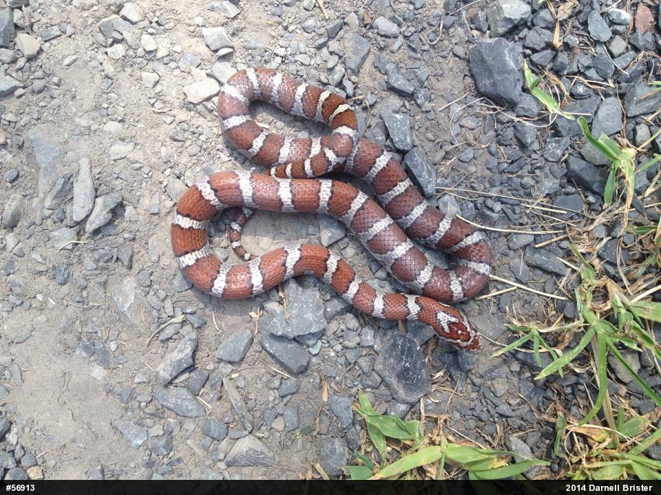 Eastern Milksnake