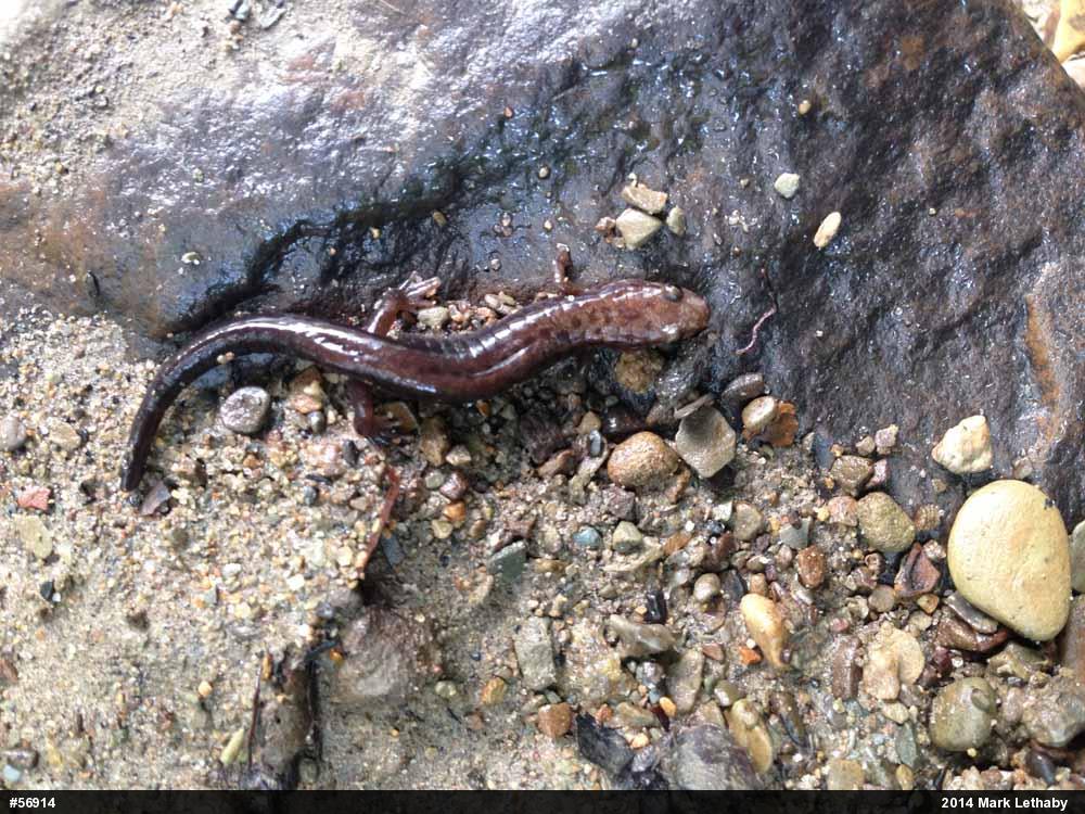 Allegheny Mountain Dusky Salamander