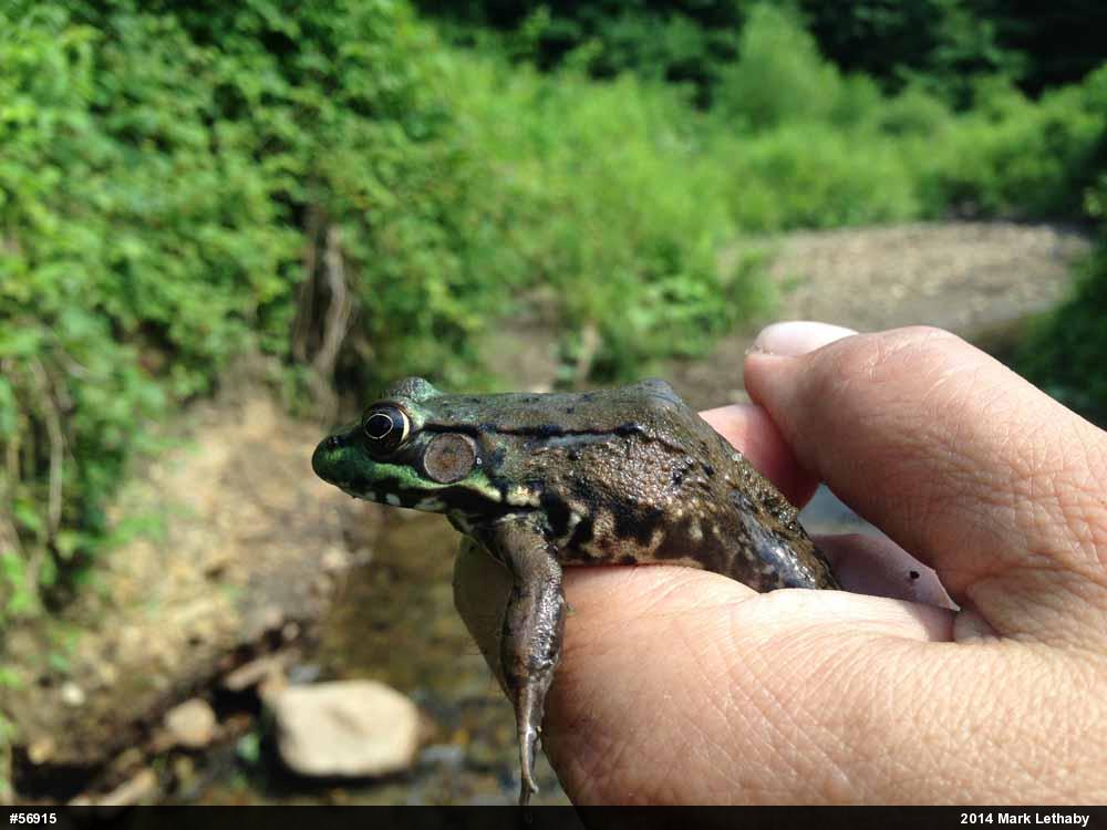 Green Frog