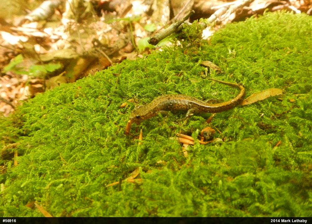Allegheny Mountain Dusky Salamander