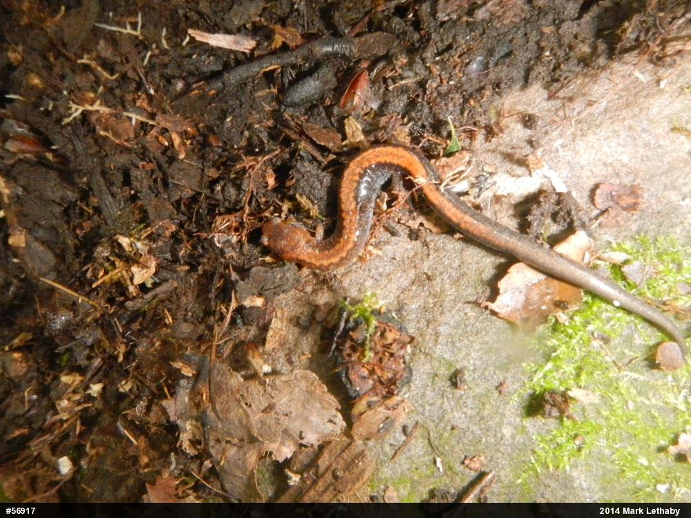 Eastern Red-backed  Salamander