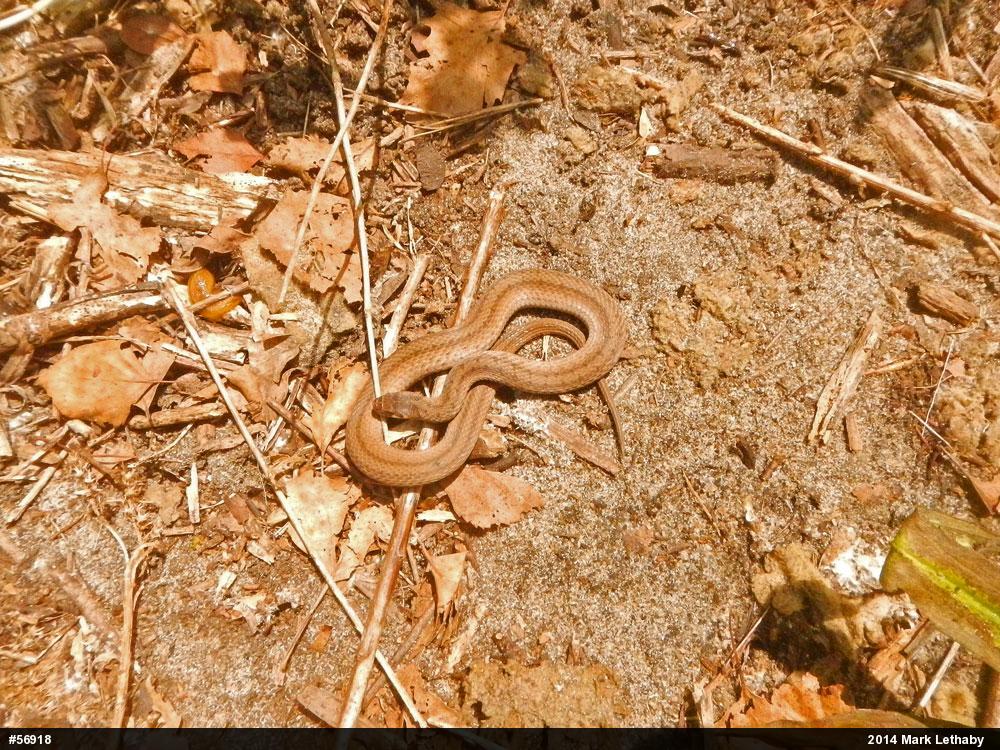 Dekay's Brownsnake
