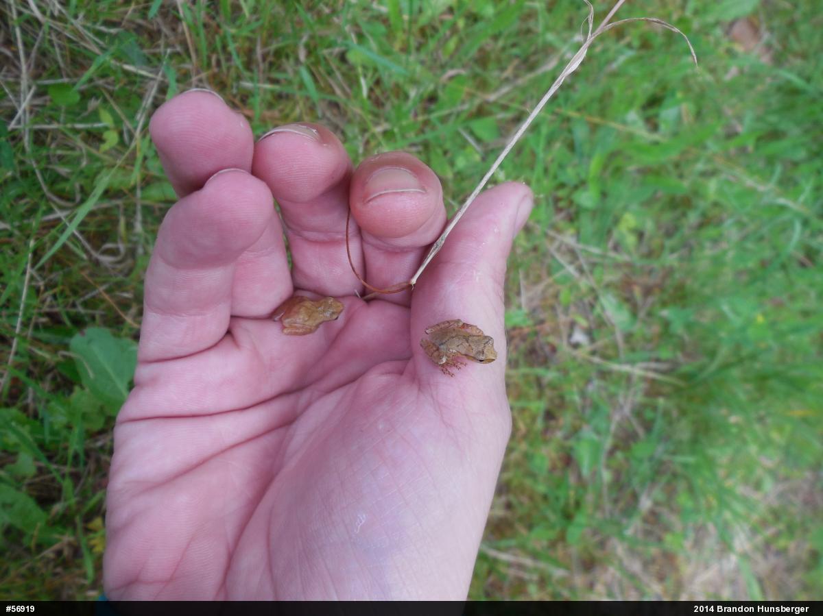 Spring Peeper