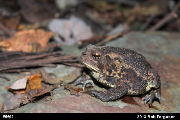 Eastern American Toad