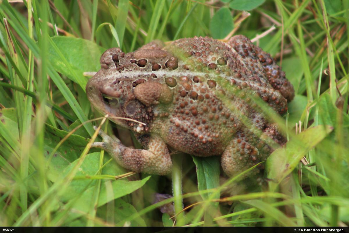 Eastern American Toad