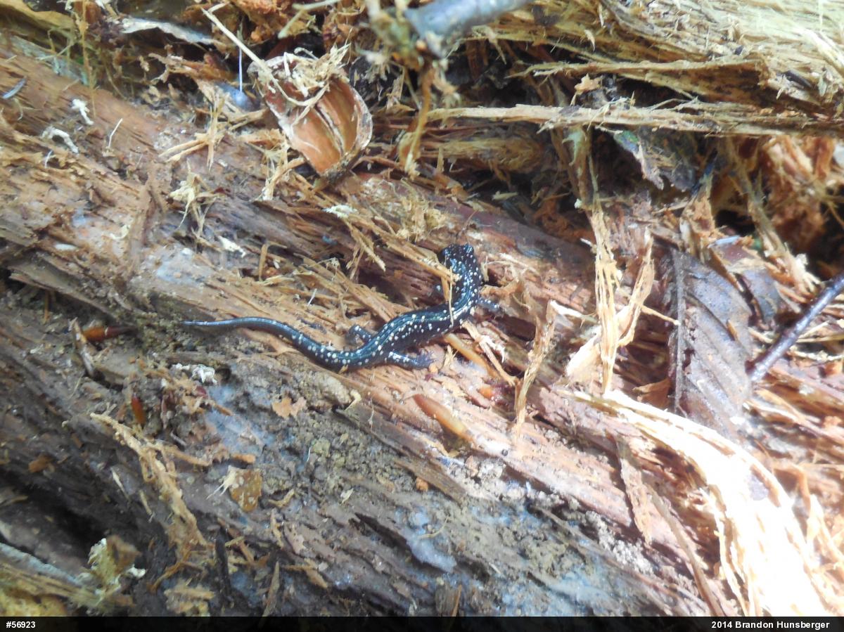 Northern Slimy Salamander