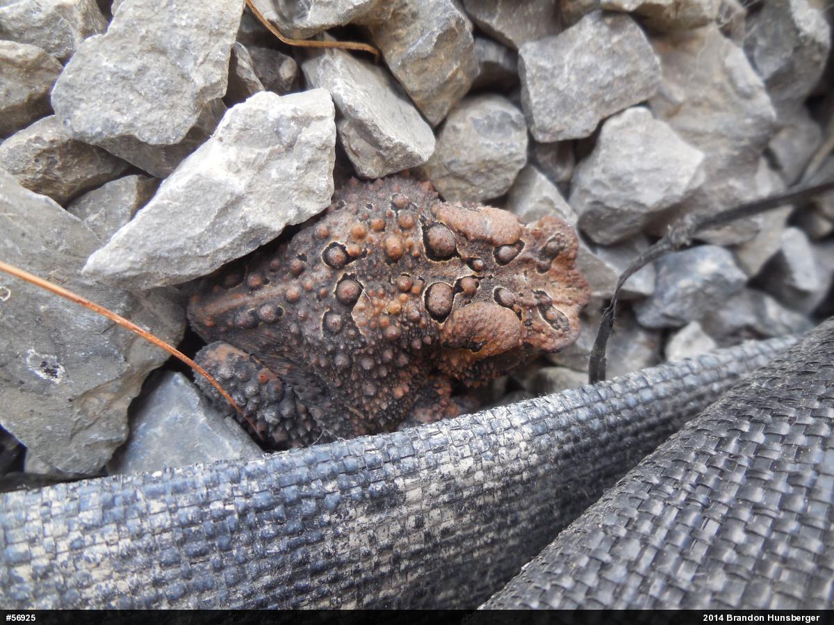 Eastern American Toad